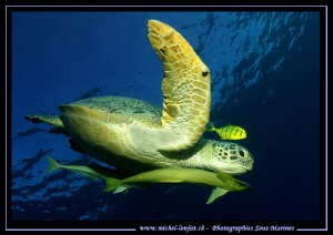 Green Turtle in the water's of the Red Sea in Egypt.... :... by Michel Lonfat 